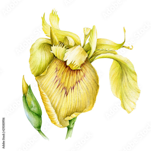 Yellow iris flower with a bud watercolor illustration. Garden beautifull botanical plant - Iridaceae flower in the full bloom with tender petals  isolated on white background.