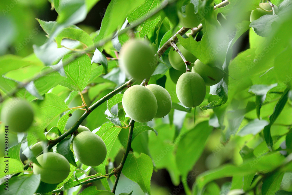 Fruits of the plum - Japanese apricot. It is called “Ume” in Japan.