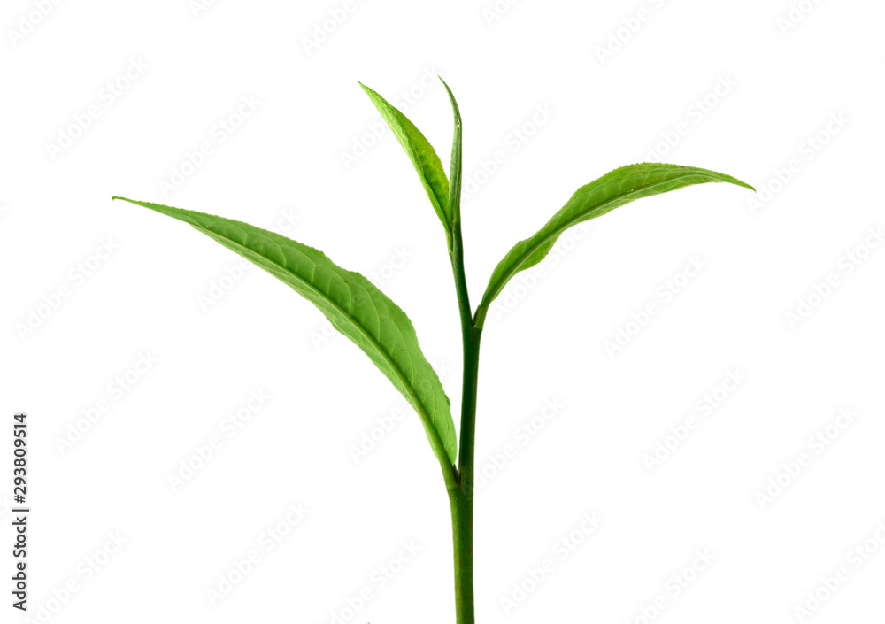 Green tea leaf isolated on white background