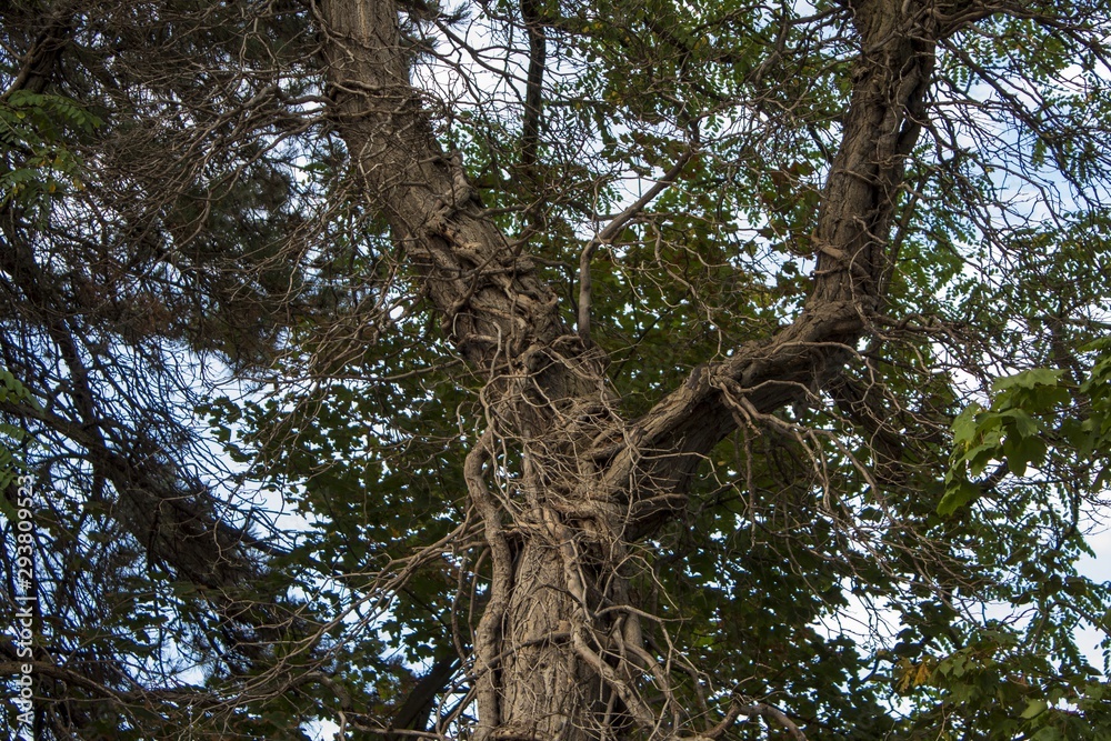 Wild bewachsener Baum Wild bewachsener Baum