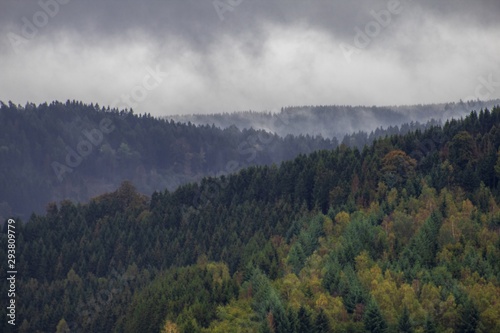 Nebliger Wald mit bewölktem Himmel © Merlin