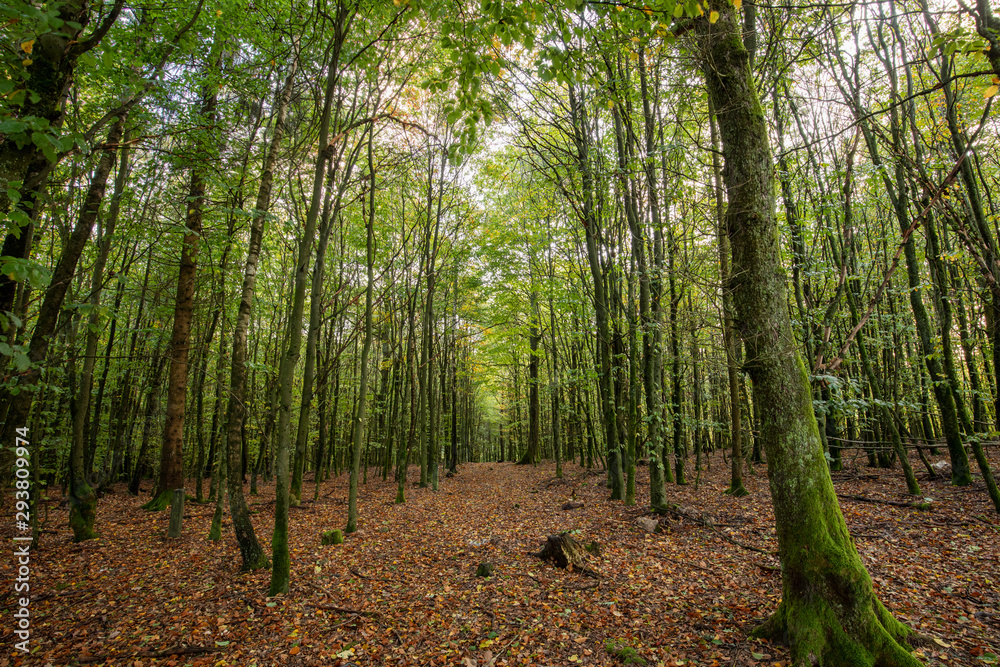 Fototapeta premium Herbstliche Aussichten im schönen Sauerland
