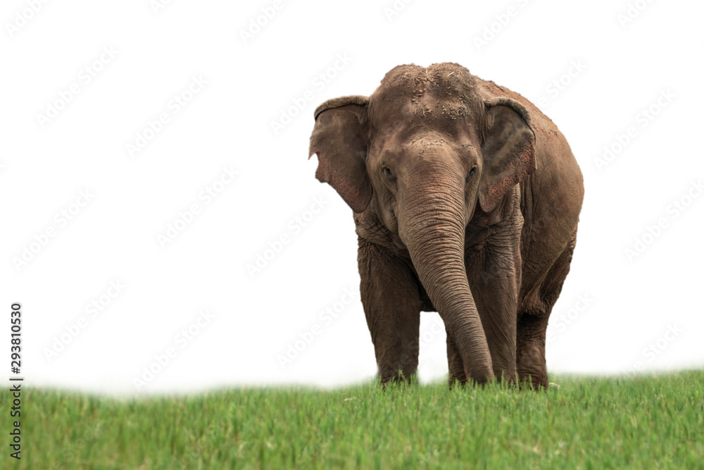 Fototapeta premium Elephant on white background.