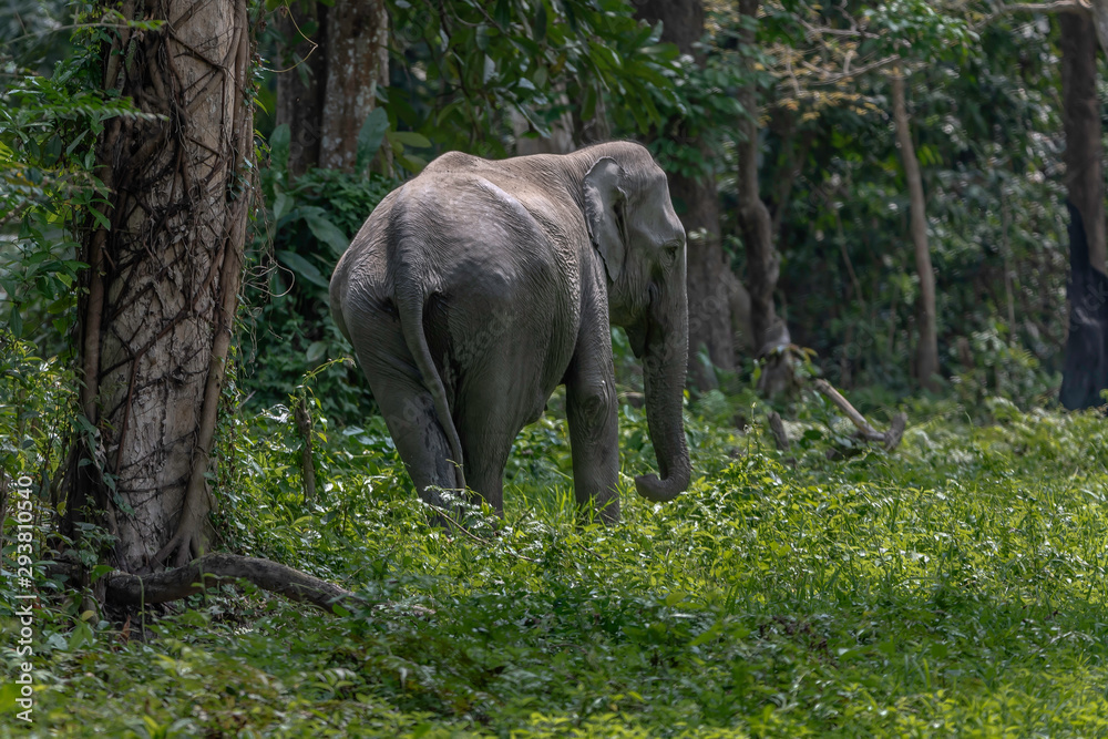 Fototapeta premium Elephant in the wild