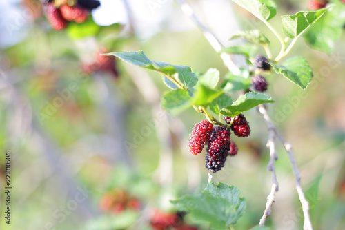 Red wild Mulberry bush at outdoor 