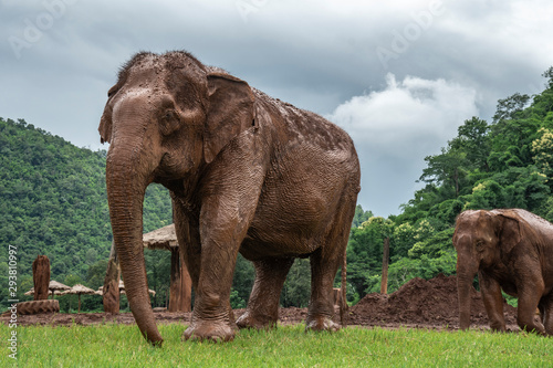 elephant in zoo © aedkafl