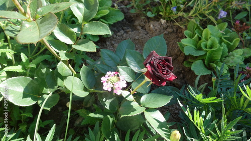 Цветок черная роза