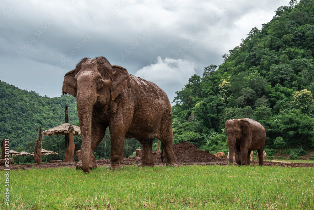 Fototapeta premium elephant in the park