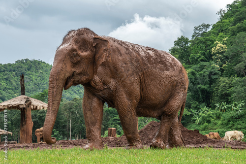elephant in zoo © aedkafl