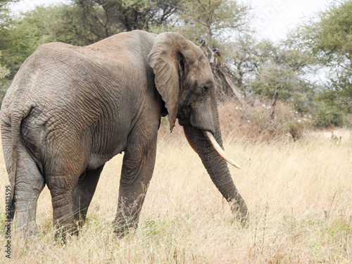 Elefante africano tarangire national park photo