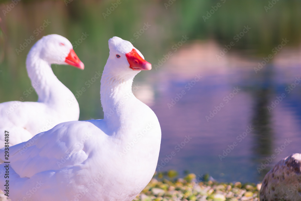 Cisnes en la laguna del rio algar en pueblo pesquero de Altea ,Alicante(España)