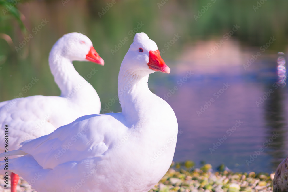Cisnes en la laguna del rio algar en pueblo pesquero de Altea ,Alicante(España) Cisnes en la laguna del rio algar en pueblo pesquero de Altea ,Alicante(España)