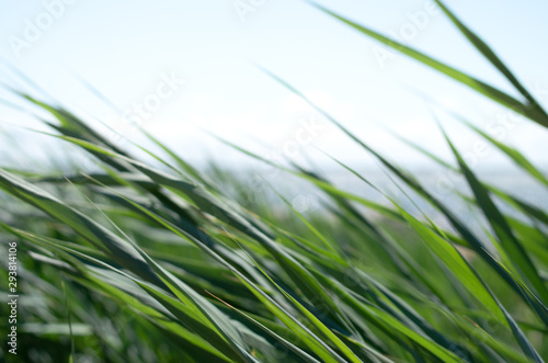 Blades of grass fluttering in the wind with a blurry seascape in the background.