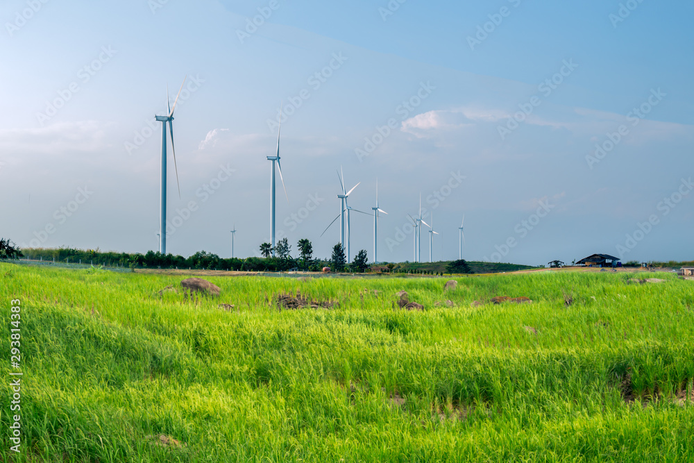 Eco windmills for electric power production in the green rice field.