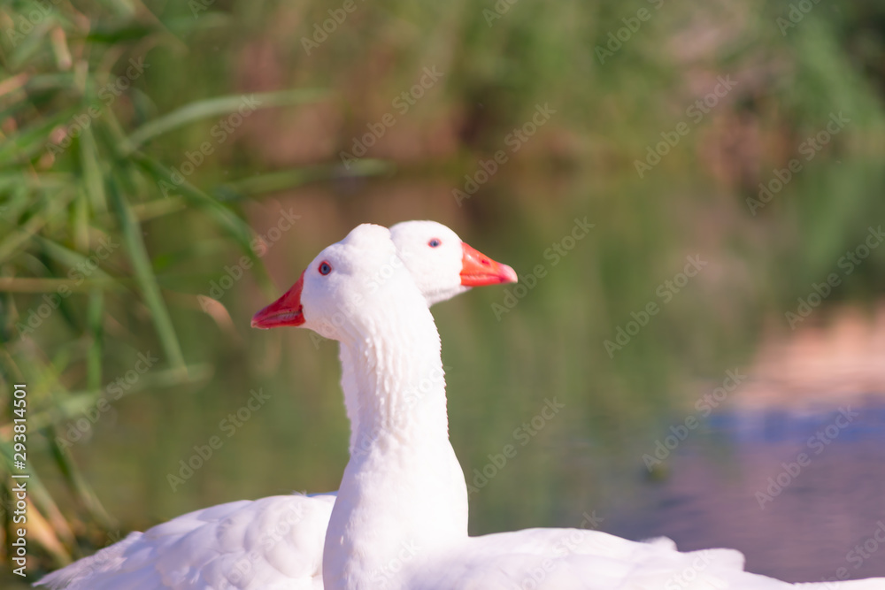 Cisnes en la laguna del rio algar en pueblo pesquero de Altea ,Alicante(España) Cisnes en la laguna del rio algar en pueblo pesquero de Altea ,Alicante(España)