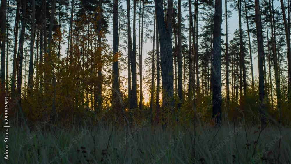 Time lapse of sunrise in the gaps between tree trunks and bushes in the autumn forest. Time lapse of sunrise in the gaps between tree trunks and bushes in the autumn forest.
