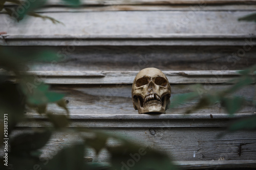 The skull of a man lying on the steps of an old wooden staircase, illuminated by light. Horrors in an abandoned house on Halloween