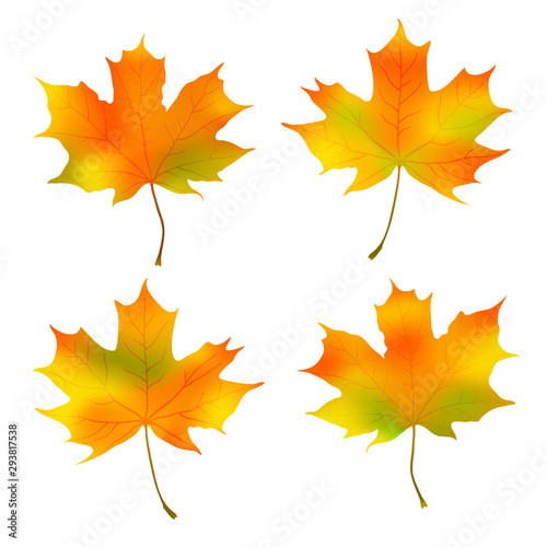 autumn maple leaves isolated on white background