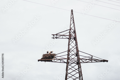 Power lines, stork nest, birds