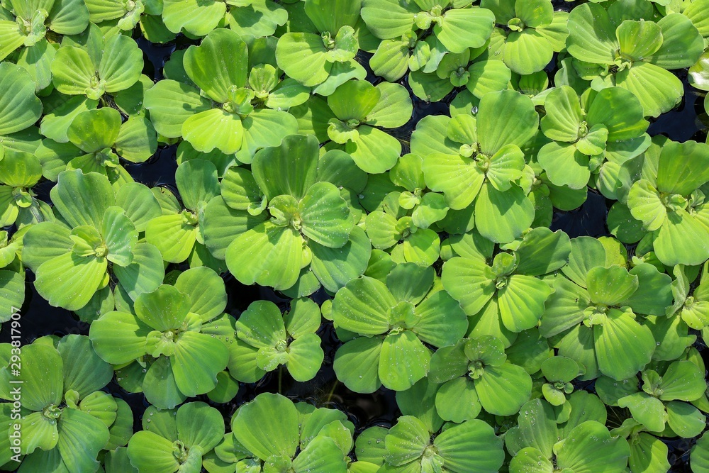 Texture of green flowers on the water Texture of green flowers on the water