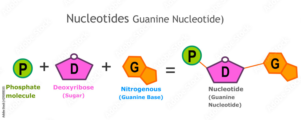 Guanine Nucleotide  anatomy. Nucleotides. A nucleotide is the basic structural unit and building block for DNA. Nucleotides: Nitrogenous base, pentose sugar ,phosphate group. model, structure. Vector