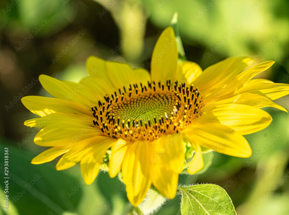 Sunflower Sunflower