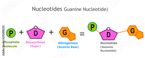 Guanine Nucleotide  anatomy. Nucleotides. A nucleotide is the basic structural unit and building block for DNA. Nucleotides: Nitrogenous base, pentose sugar ,phosphate group. model, structure. Vector