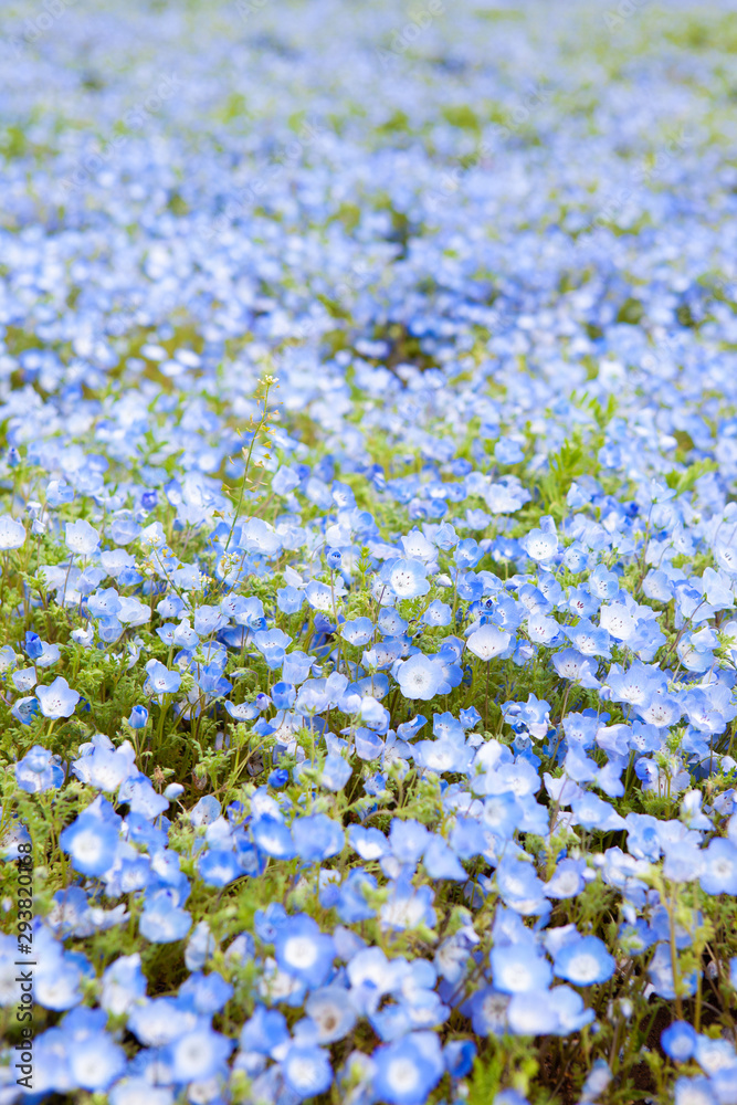 Nemophila field, beautiful blue flowers blooming 