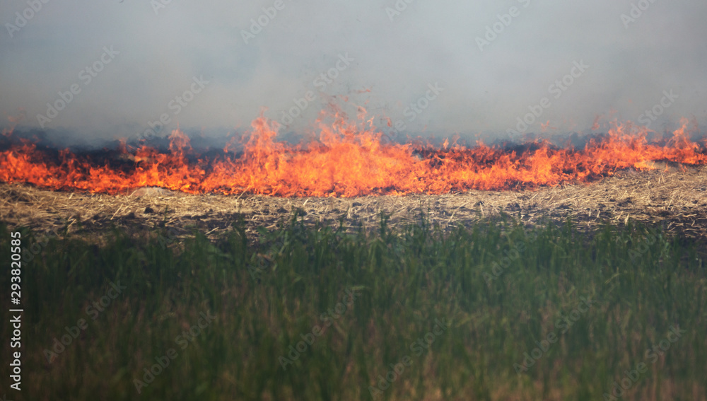 Dry forest and steppe fires completely destroy fields and steppes during severe drought. Disaster causes regular damage to the nature and economy of the region. Field Lights Farmer Burns Straw