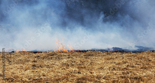 Dry forest and steppe fires completely destroy fields and steppes during severe drought. Disaster causes regular damage to the nature and economy of the region. Field Lights Farmer Burns Straw