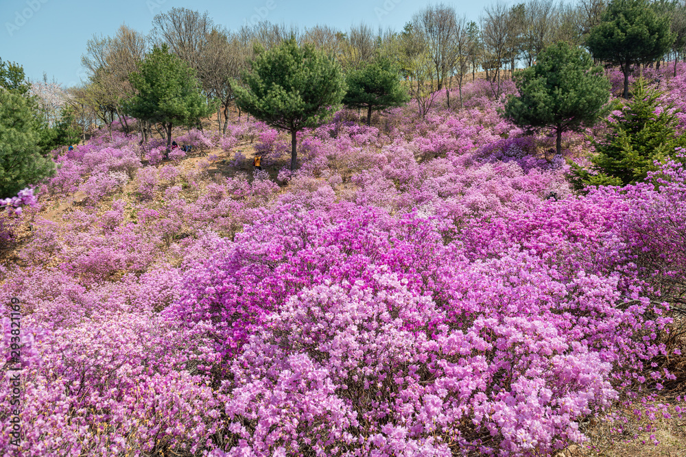 flowers in the garden