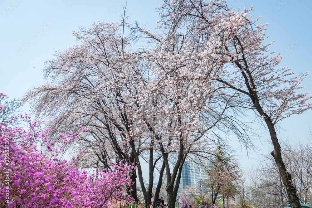Fototapeta premium tree in spring