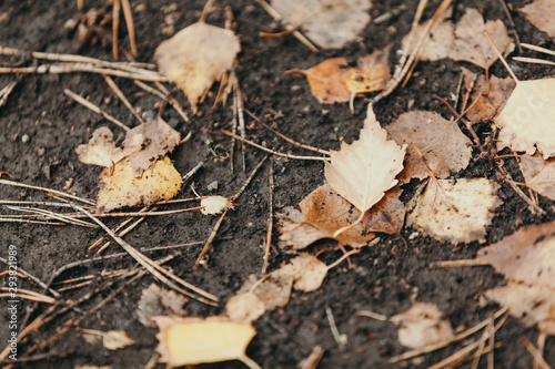 Fallen yellow leaves lie on ground