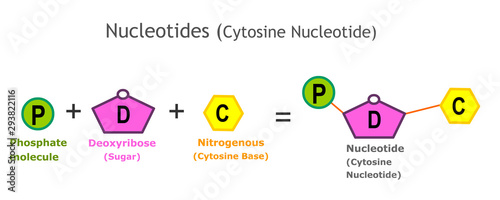 Cytosine Nucleotide structure. Nucleotides. A nucleotide is the basic structural unit, building block for RNA. Nucleotides: Nitrogenous base, pentose sugar ,phosphate group. model, structure. Vector photo