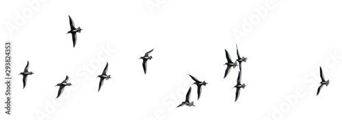 Flock of gulls cut out and isolated on a white background
