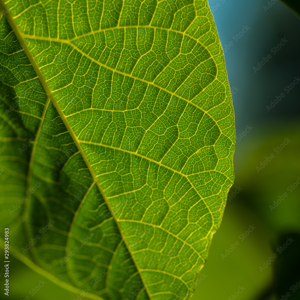 Capillaries of green foliage in the morning sunlight on a meadow. Capillaries of green foliage in the morning sunlight on a meadow.