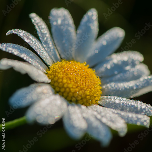 фотографія Meadow daisy flower covered with drops of water in the early morning, closeup