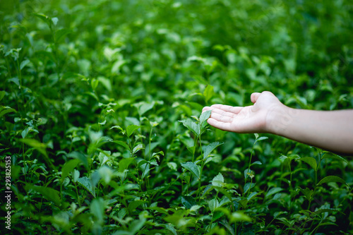 Hands and green tea tops that are naturally beautiful green © FOTO SALE