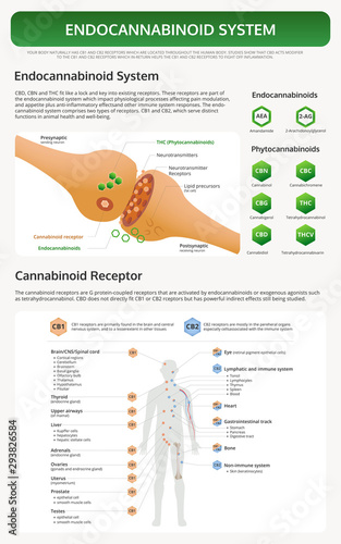 Endocannabinoid System vertical textbook infographic illustration about cannabis as herbal alternative medicine and chemical therapy, healthcare and medical science vector.