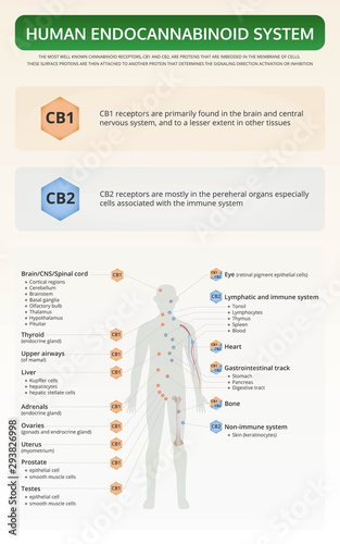 Human Endocannabinoid System vertical textbook infographic illustration about cannabis as herbal alternative medicine and chemical therapy, healthcare and medical science vector.