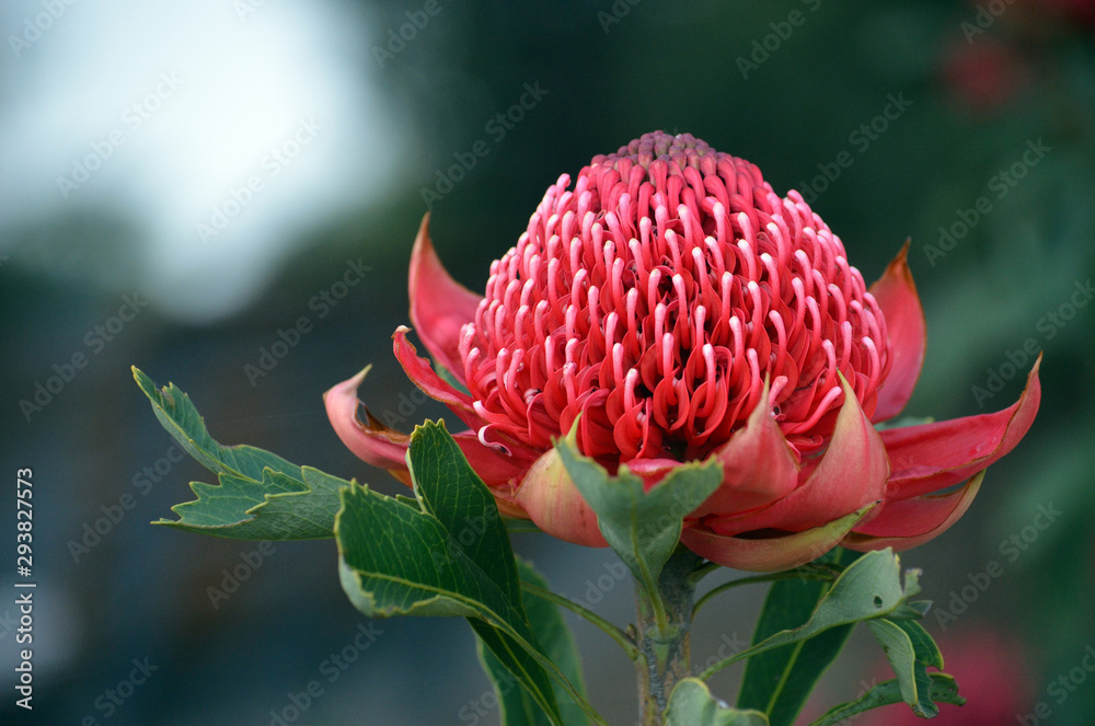 What Is The State Flower Of South Australia What Is The State Flower Of South Australia