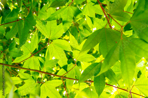 green maple leaves of a tree