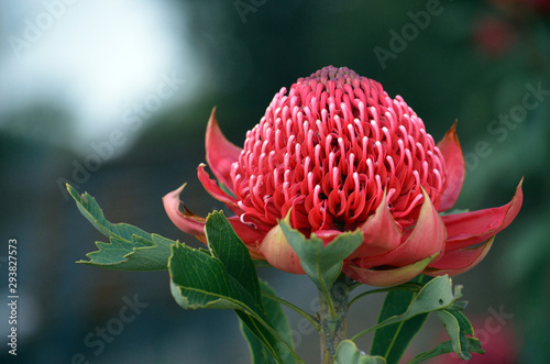 Red and magenta flower head of a native Australian protea, the Waratah, Telopea speciosissima, family Proteaceae. Floral emblem of the state of New South Wales, Australia. photo