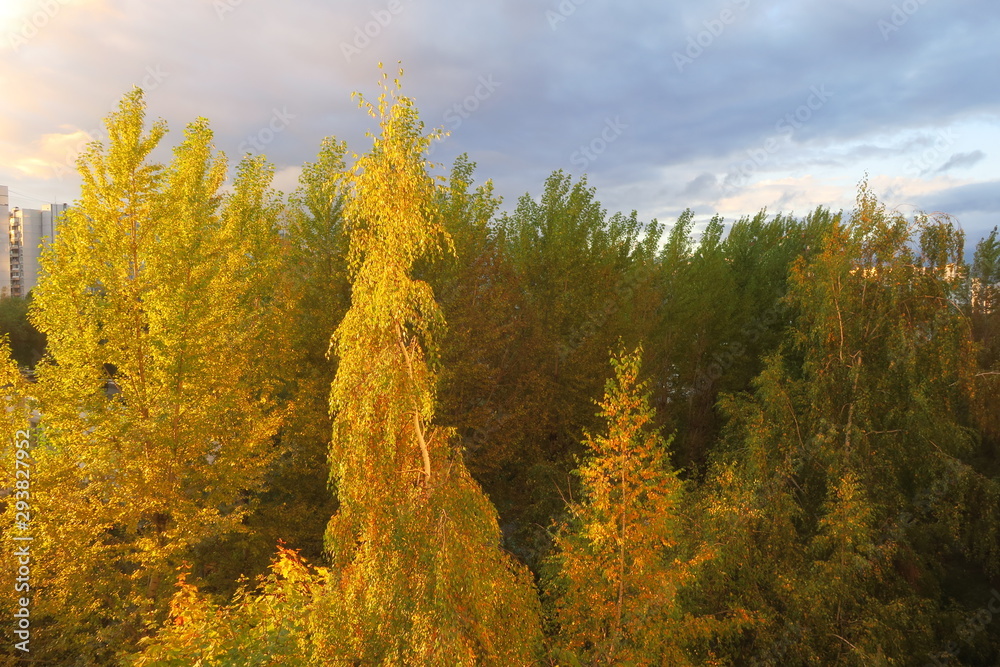 Fototapeta premium The golden autumn in Russia.