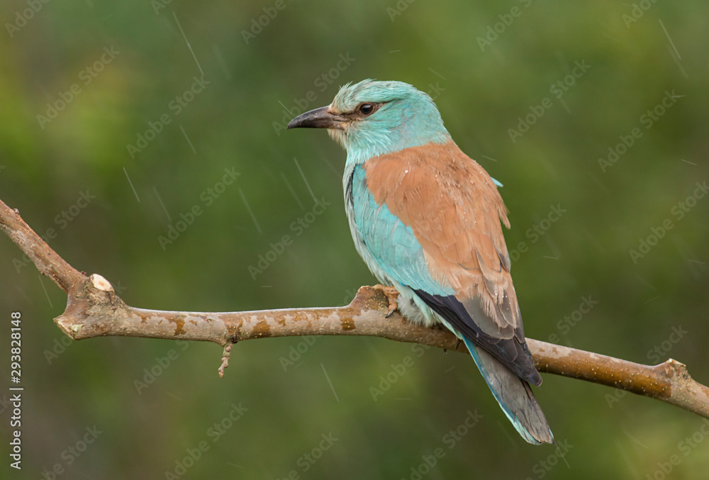 Fototapeta premium European Roller sitting on branch