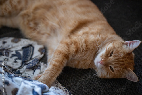 cat lying on bed