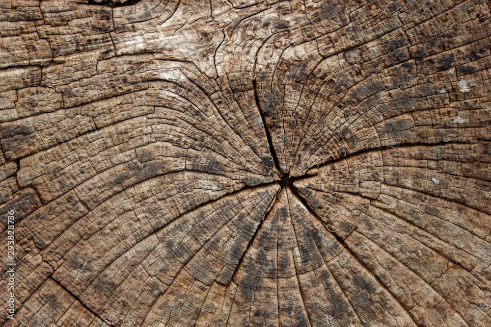 Fototapeta premium Authentic Tree Stump Background Texture. - Image - Image