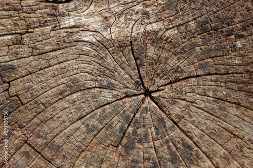 Authentic Tree Stump Background Texture. - Image - Image