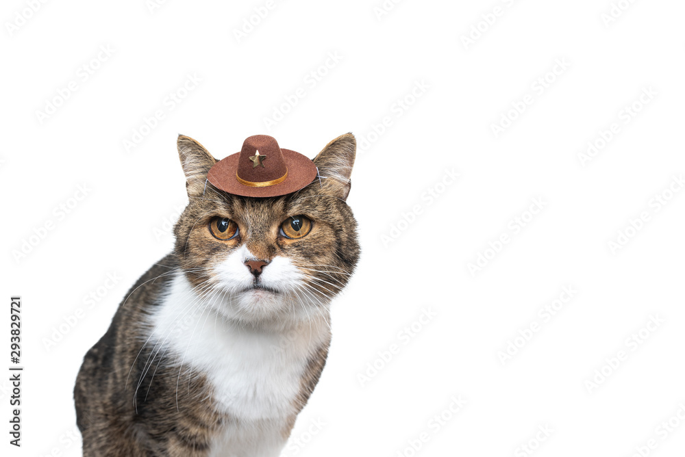 Obraz premium funny studio portrait of a tabby white british shorthair cat wearing a small cowboy hat looking at camera in front of white background with copy space