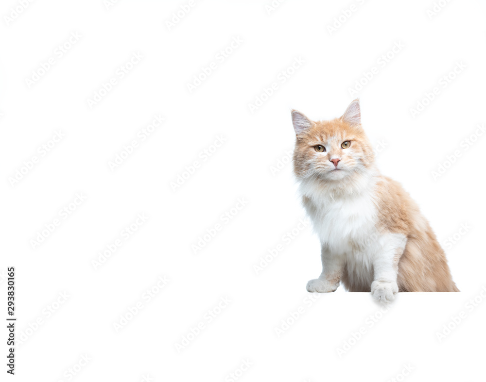 cream tabby beige white maine coon cat leaning on white banner in front of studio background with copy space looking at camera